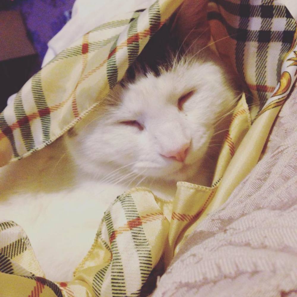 Meet your Posher, Q noor